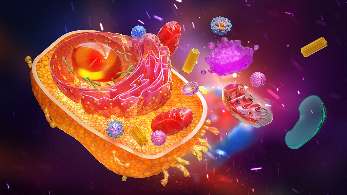 세포 건강과 오토파지: 몸속 청소 시스템을 깨우는 법